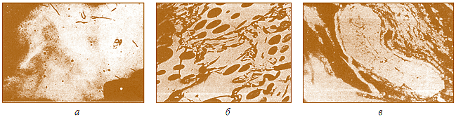 Рис. 7.10. Мацералы, микроскопически различимые на шлифах каменных углей:  а – чистый витринит (увеличение×250), б – включение инертинита (увеличение×250), в – включение  липтинита (макроспора, увеличение×140)
